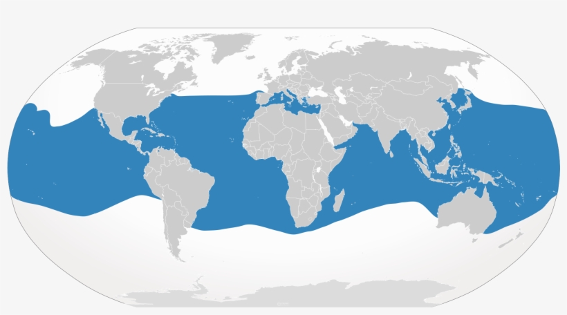 Whale Shark Distribution Map - World Map, transparent png
