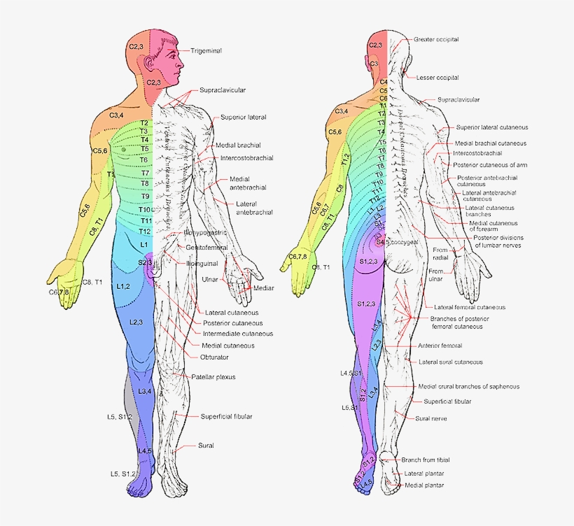 Image From Wikipedia - Dermatomes Nerves, transparent png