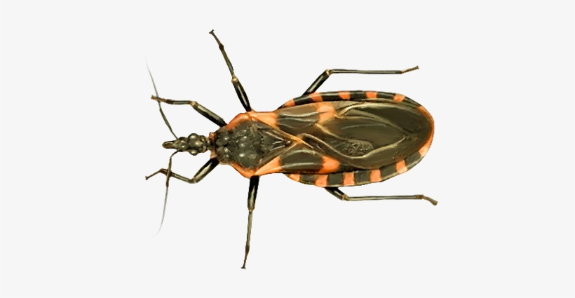Kissing Bug Png Photos - Kissing Bug Transparent, transparent png