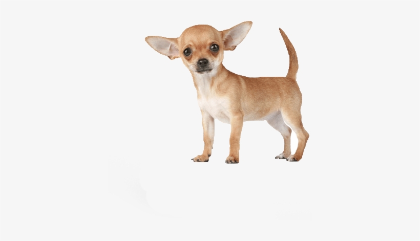 Imagenes En Png Chihuahua, transparent png