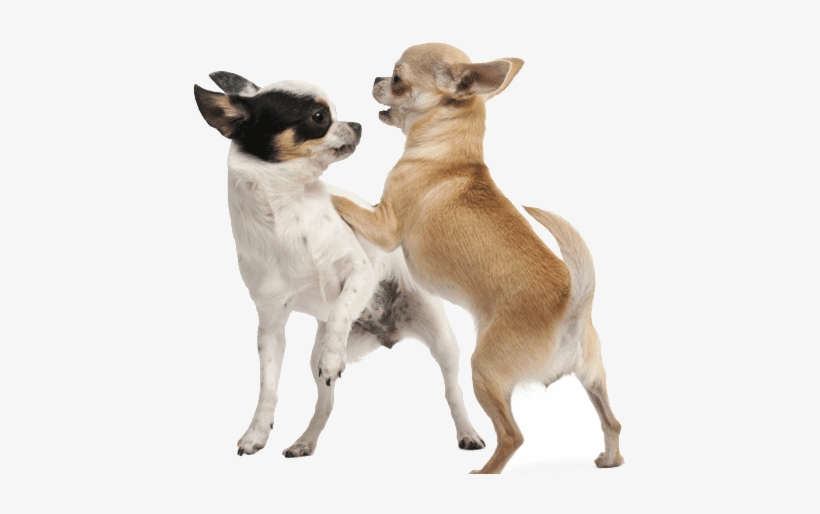 Introducing A New Dog To Your Chihuahua - Playing With Dog Png, transparent png