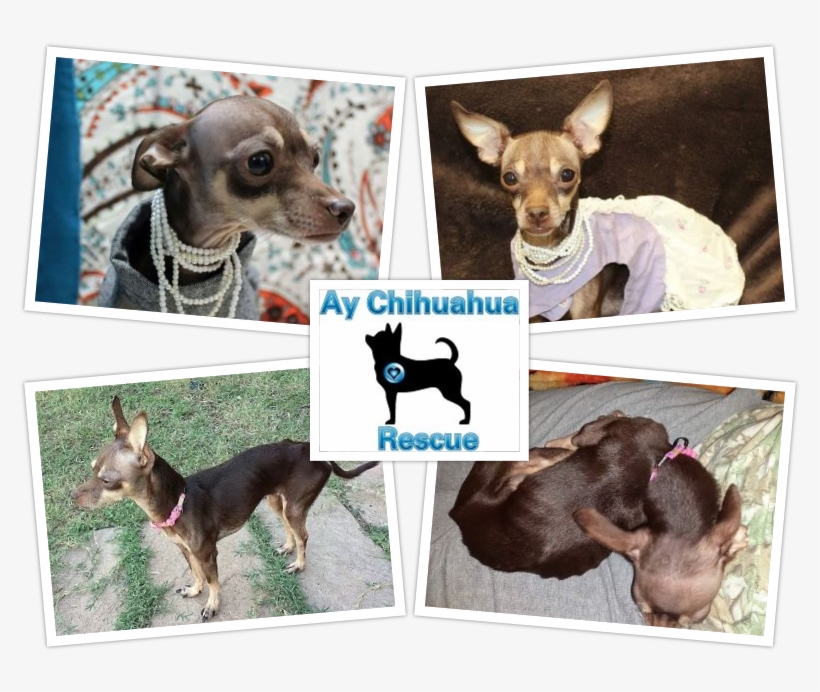 Donate - Chihuahua, transparent png