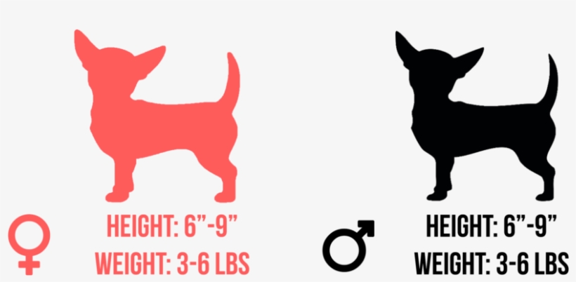 Most Chihuahuas Will Weigh Between 3 And 6 Pounds - Dog, transparent png