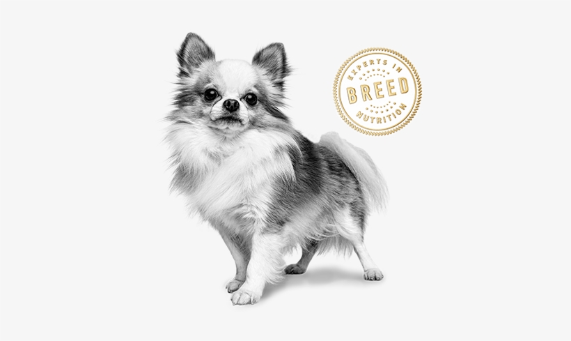 Chihuahua - Royal Canin Billboard, transparent png