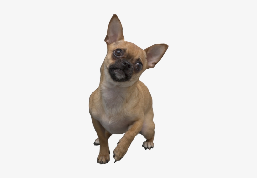 Why Choose A Tan Chihuahua To Be The Star Of Your Ecard - Transparent Chihuahua, transparent png