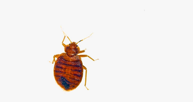 Good Thing Mother Bed Bug Is Not Acting Like The Easter - Bug Found In Bed, transparent png