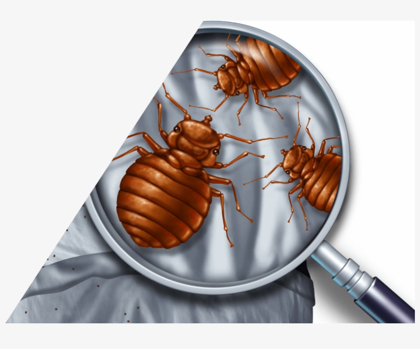 Bed Bug Facts - Looks Like Bed Bug But Smooth, transparent png