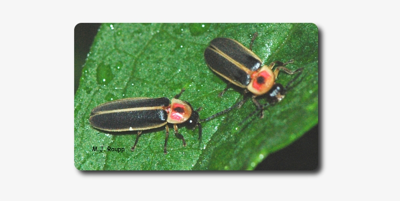 After A Long Night Of Flashing, Lightning Bugs Sip - Soldier Beetle, transparent png