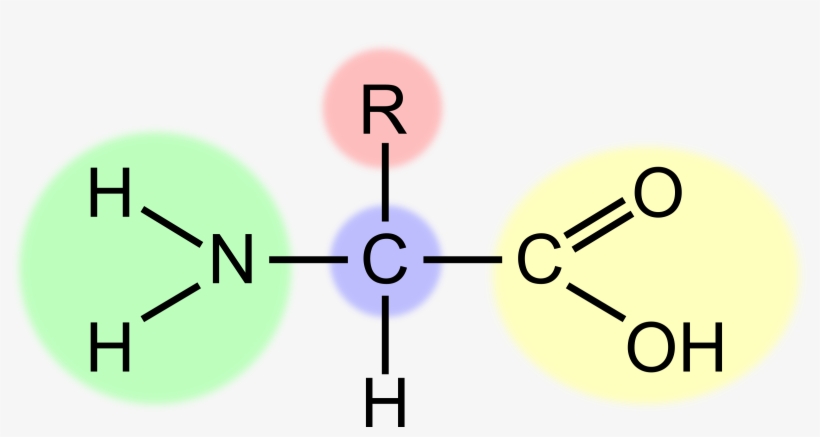 This Free Icons Png Design Of Amino Acid, transparent png