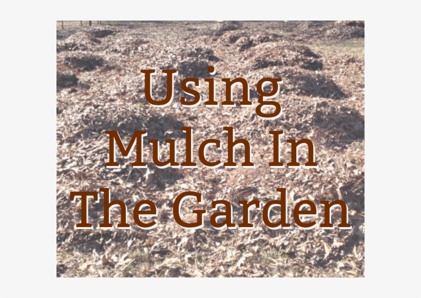 Mulch In The Garden - Calligraphy, transparent png