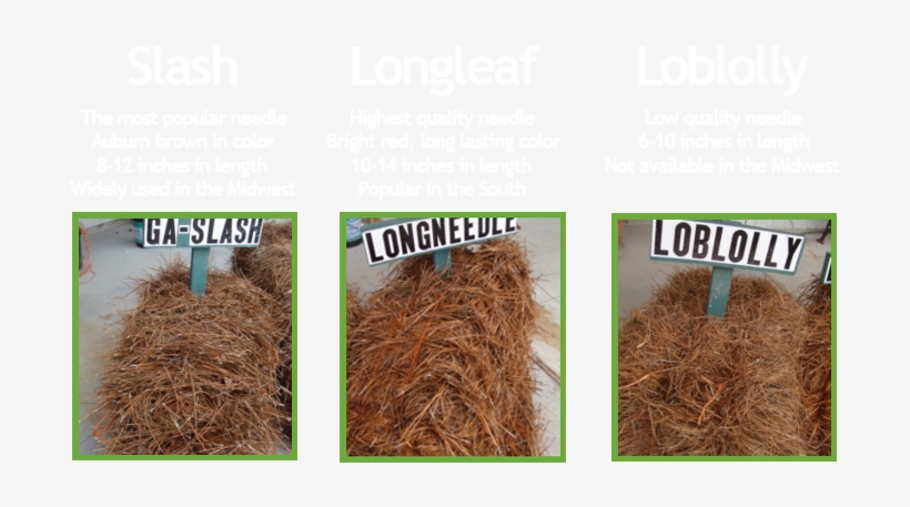 Slash Pine Png - Slash Vs Long Needle Pine Straw, transparent png