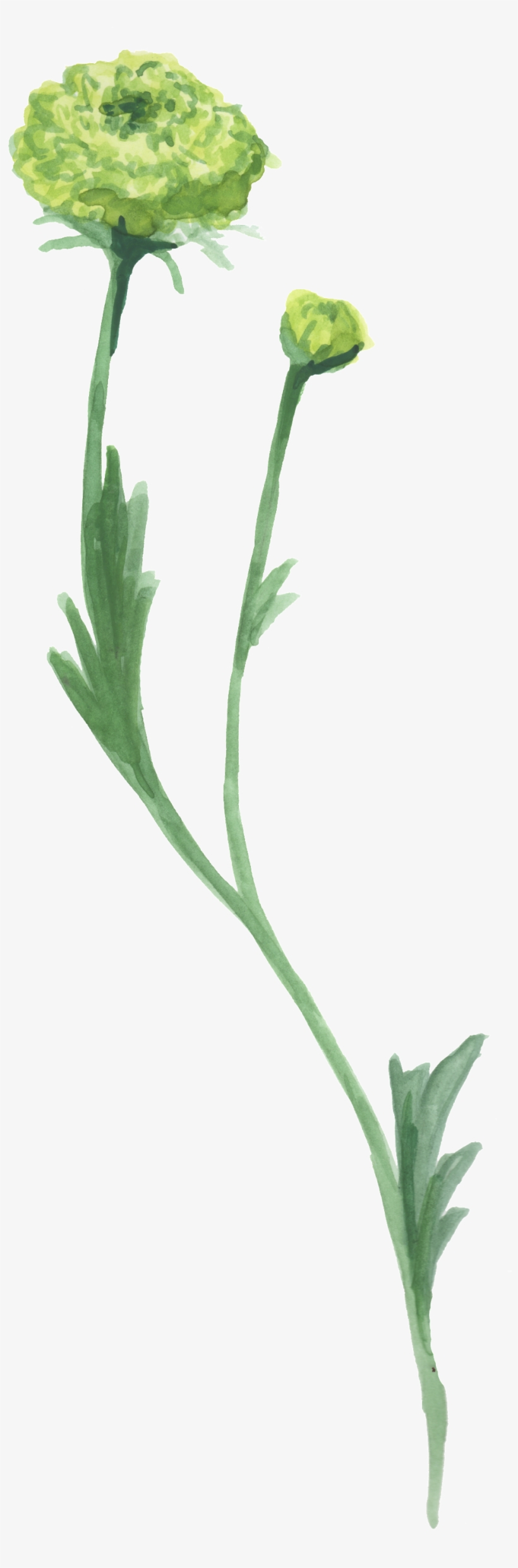 Green Fragrant Flower Transparent Decorative - Green, transparent png