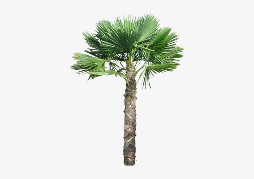 Palm Tree, transparent png