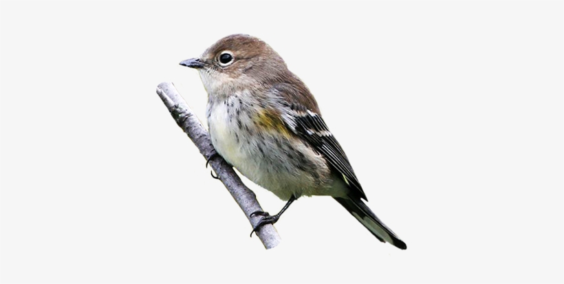 Yellow Rumped Warbler - Yellow Rumped Warbler No Background, transparent png