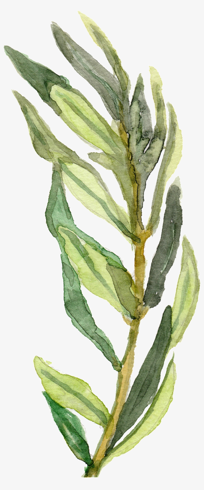Hand Painted A Green Bamboo Leaf Branches Decorative - Watercolor Painting, transparent png