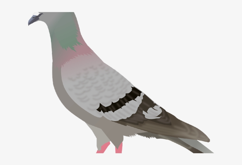 Dove Clipart Transparent Background - Pigeon Clipart, transparent png