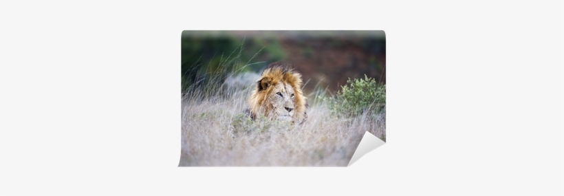 A Large Male Lion Lies In The Long Grass Wall Mural - Lion, transparent png