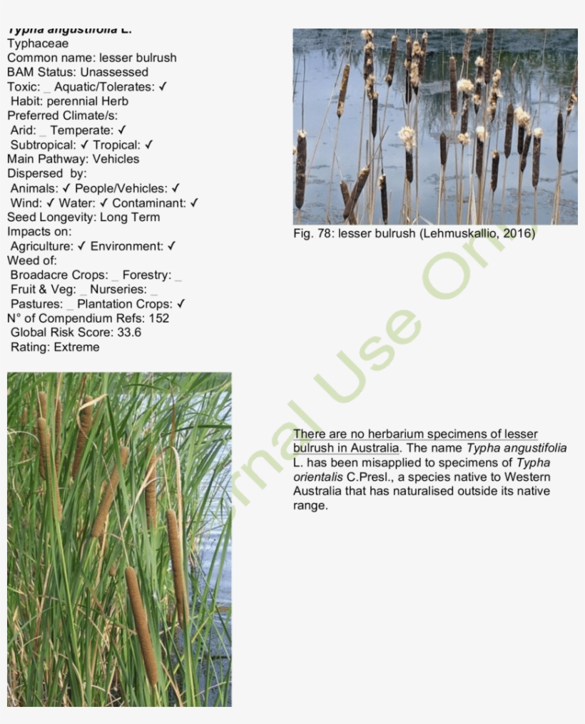 Lesser Bulrush - Scientific Diagram, transparent png
