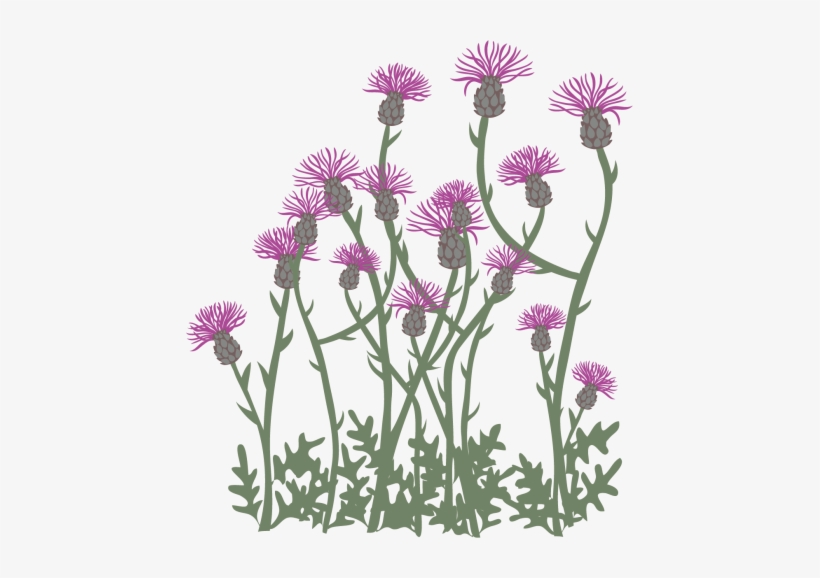 Let Your Grass Grow Long - Illustration, transparent png