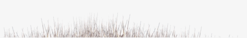 Imagetek Photography, Colorado's Best Team Sports And - Grass, transparent png