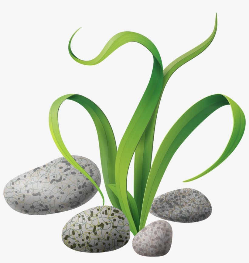 Algae Stones Png Clip Art Scrapbooks And - สาหร่าย Vector, transparent png