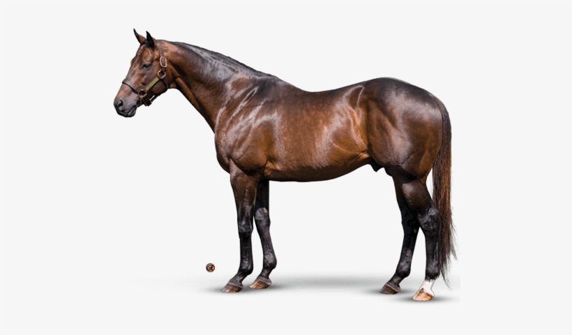 Congrats - Teofilo Stallion, transparent png