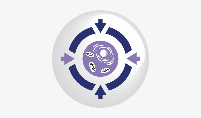 Single Cell Diagnostics - Single Cell Diagnostics - Methods And Protocols(paperback), transparent png