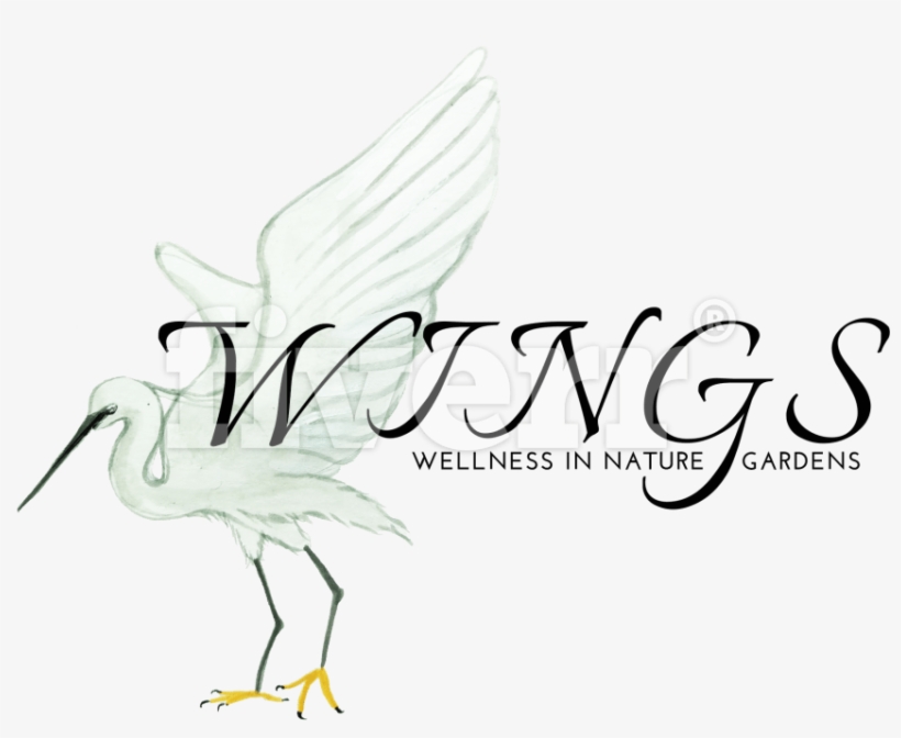 Little Egret, transparent png