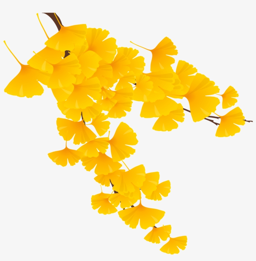 Yellow Ginkgo Leaves - Maidenhair Tree, transparent png