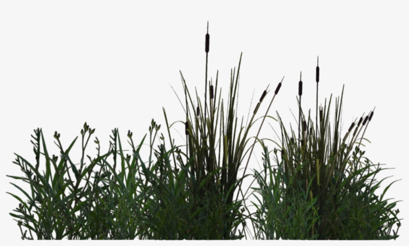 Pond Margin Plant - Pond Plants Png, transparent png
