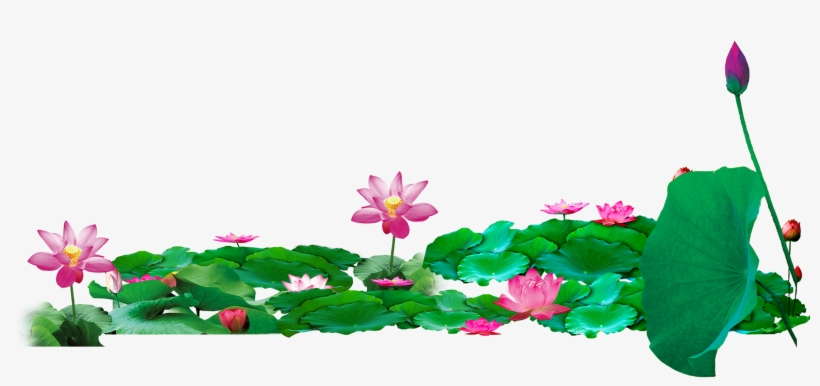 Pond Vector Lotus - Lotus Pond Png, transparent png