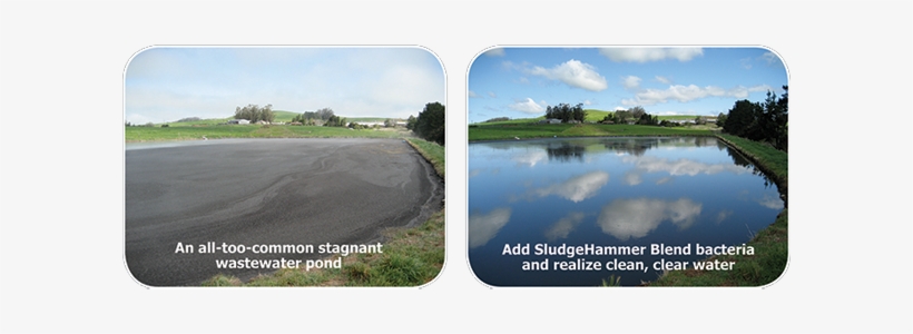 Algae Blooms In Ponds, Lakes - Wastewater Treatment Algae Ponds, transparent png