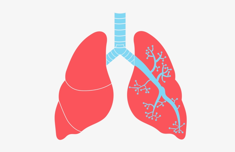 Lungs Free Download Png - Lungs Png, transparent png