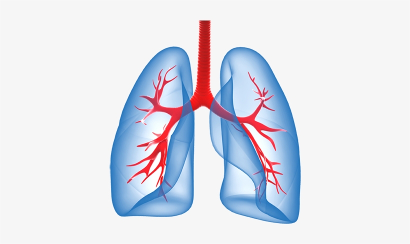 Lungs Png File - Lungs Png, transparent png