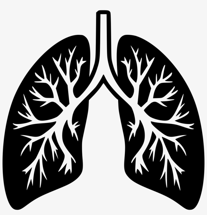 Lungs Comments - Lungs Png, transparent png