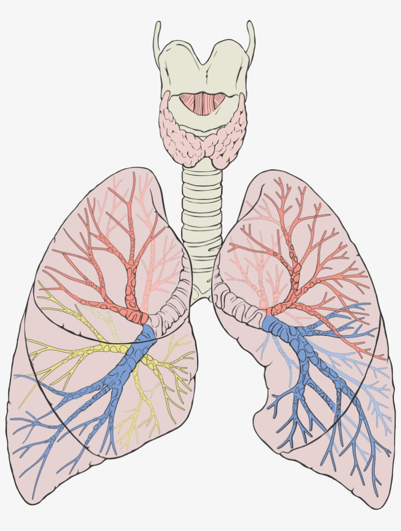 Lungs Diagram Detailed - Lungs Diagram Png, transparent png