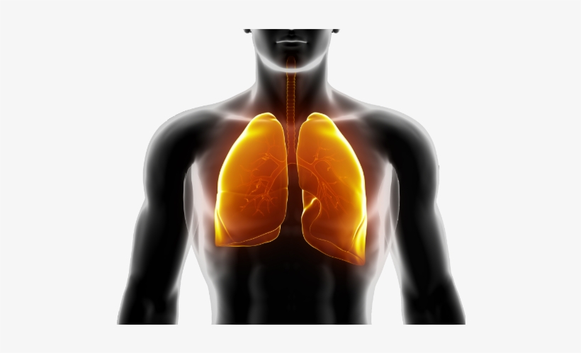 Lungs - Encyclopedia Of Lung Diseases And Research [book], transparent png