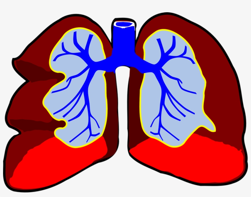 Download Lungs Clip Art Clipart Lung Clip Art - Lungs Clipart, transparent png