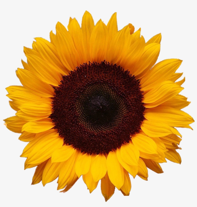 Sunflower Large 1,096×1,096 Pixels - Sunflower Png, transparent png