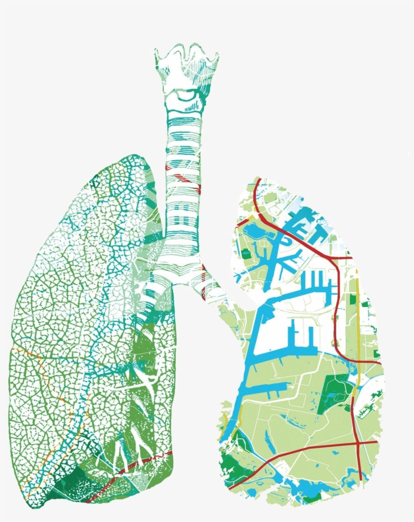 Lungs - Illustration, transparent png