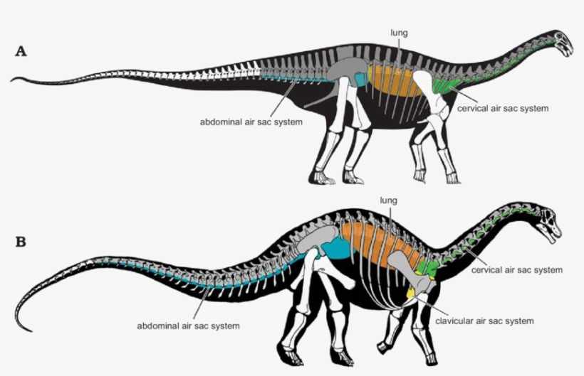 Sauropod Png Mart - Sauropods, transparent png
