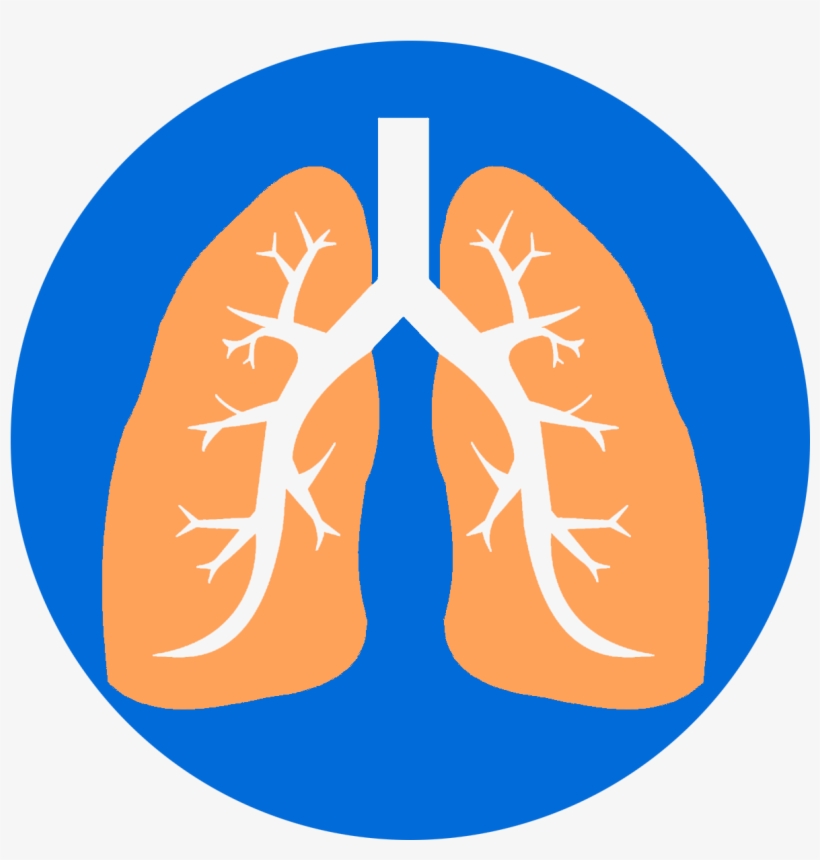 Lungs - Lung, transparent png