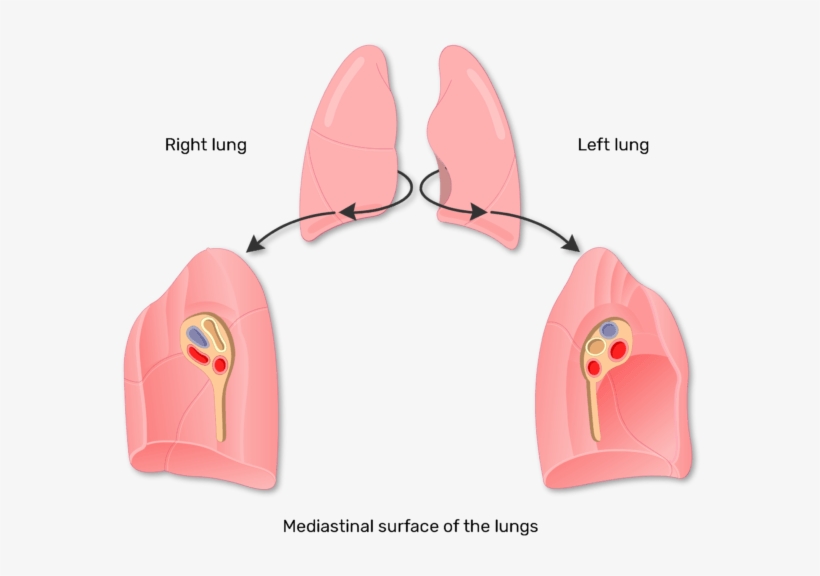 1 - Lung, transparent png