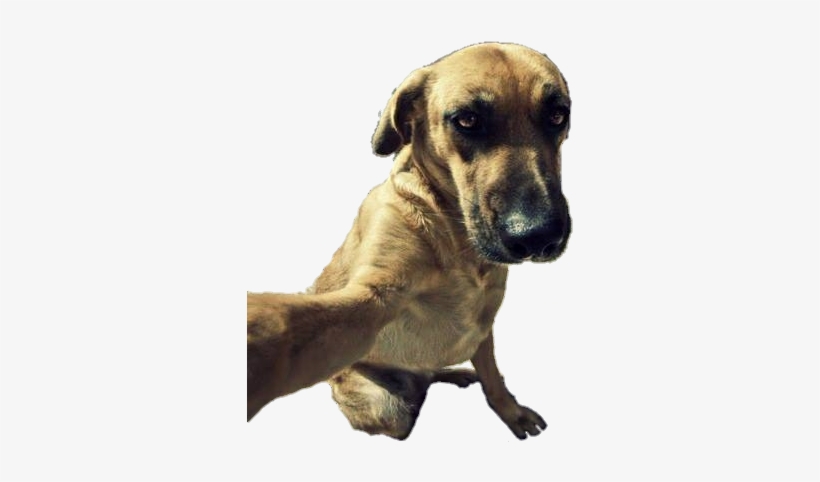 Selfie Dog Png - Selfie Dog, transparent png