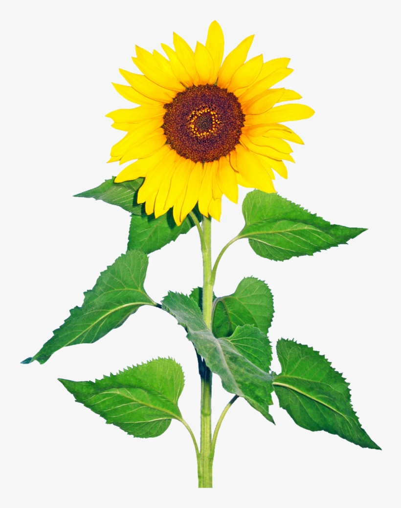 Sun Flower Transparent Png Image By Nick-jaipur On - Glory Days, God Has It All!, transparent png