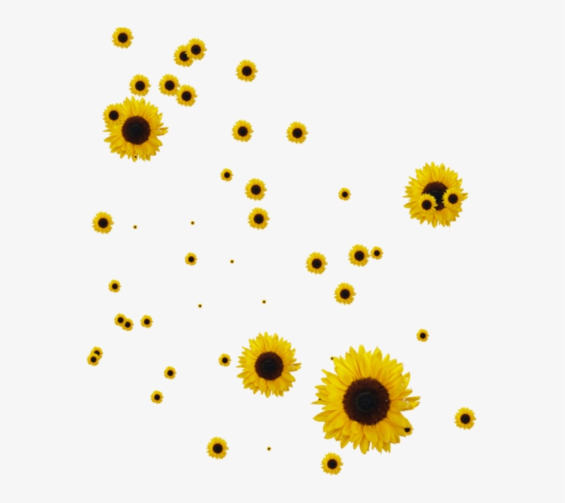 Sunflower Png 28731 - Sunflower, transparent png
