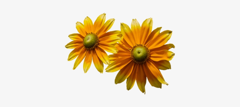 Sunflower And Bud - Flor De Verão Png, transparent png