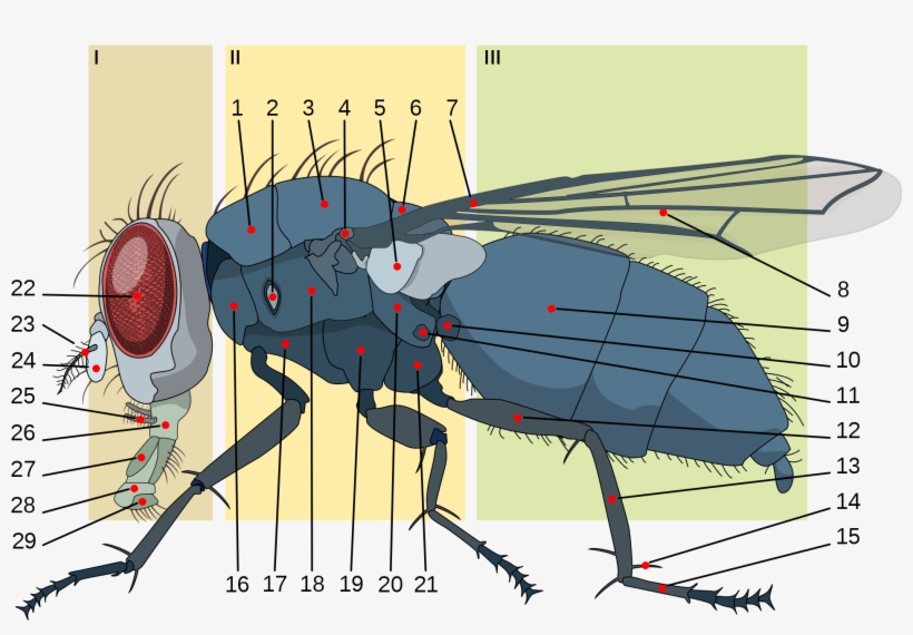 Open - Housefly Anatomy, transparent png