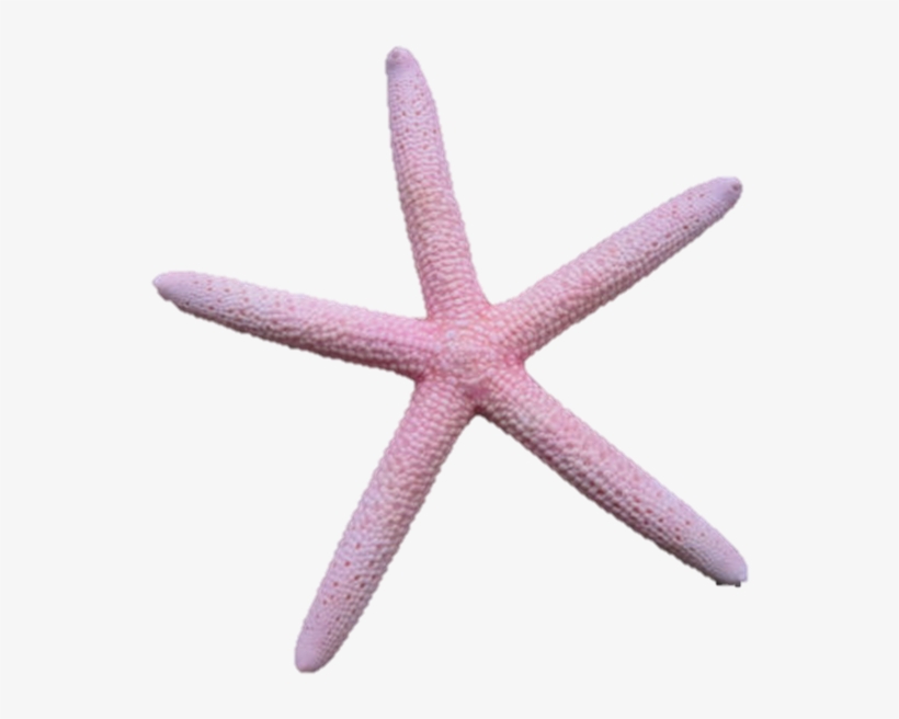 Vector Free Library Asteroidea On Emaze - Starfish Pink Png, transparent png