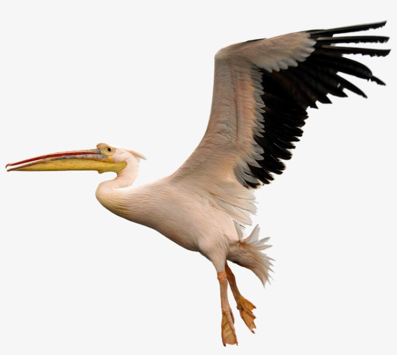 Flying Pelican Png Image Background - Pelican Flying Png, transparent png